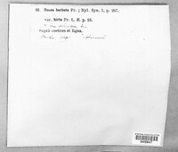 Usnea barbata image